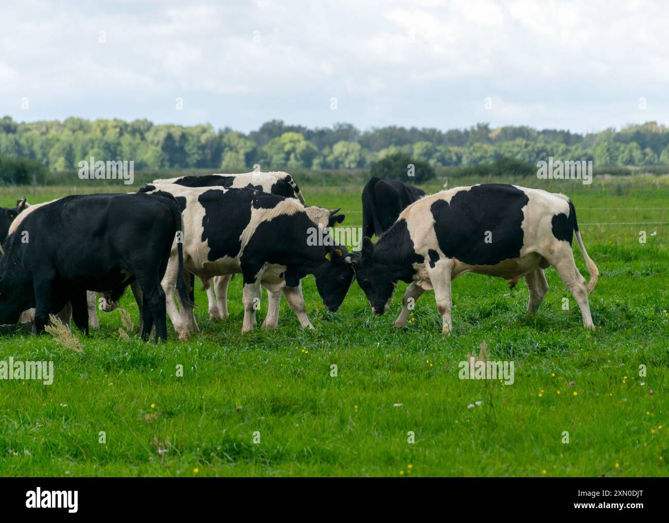 landscape with mottled cows, a herd of black and white cows feeding in ...