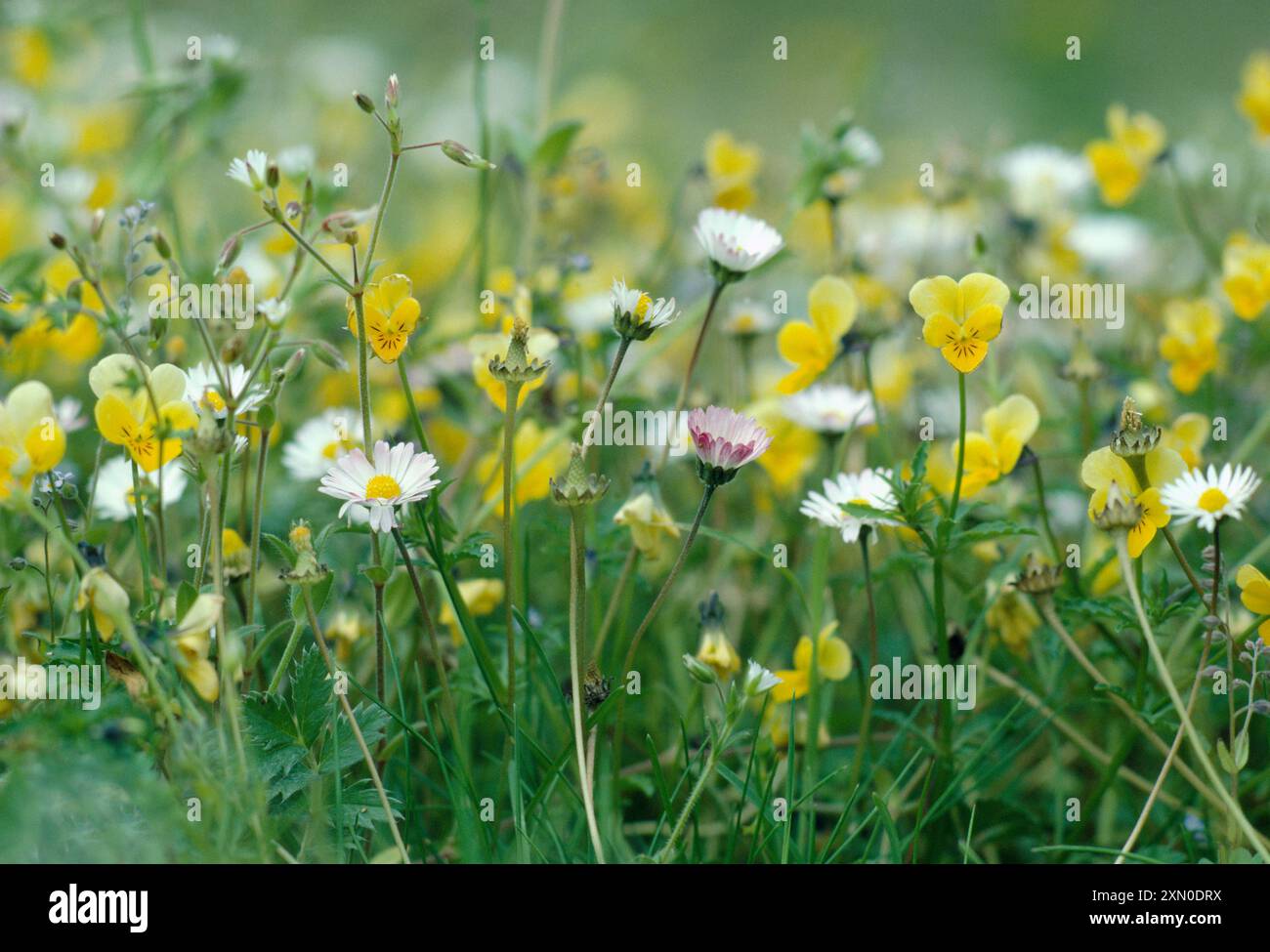 Low level view of mix of machair grassland flora, including daisy (Bellis perennis) and dune pansy (Viola tricolor ssp curtisii). Stock Photo