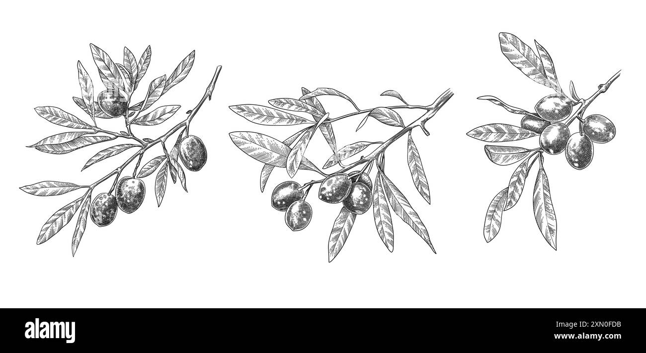 Engraved olive branch. Sketch branches with leaves and blossoms, hand ...