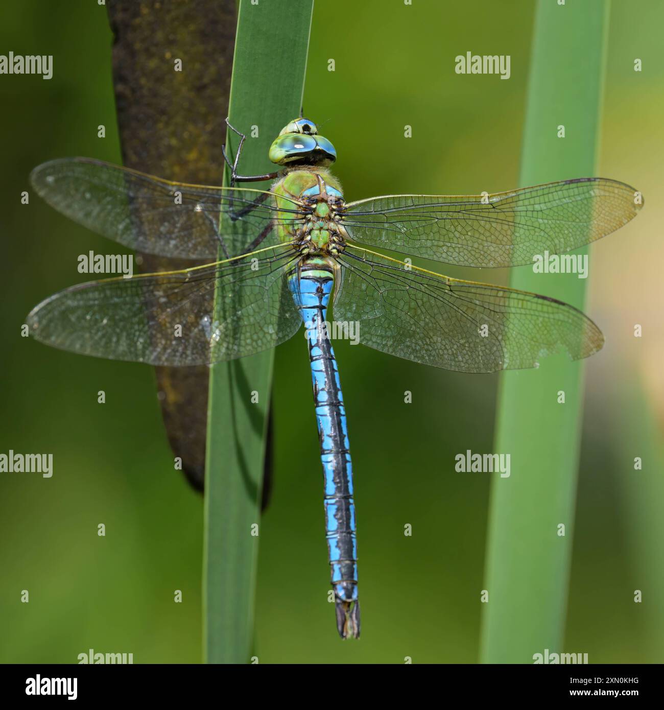 An emperor dragonfly Anax imperator resting on a plant, sunny day in ...