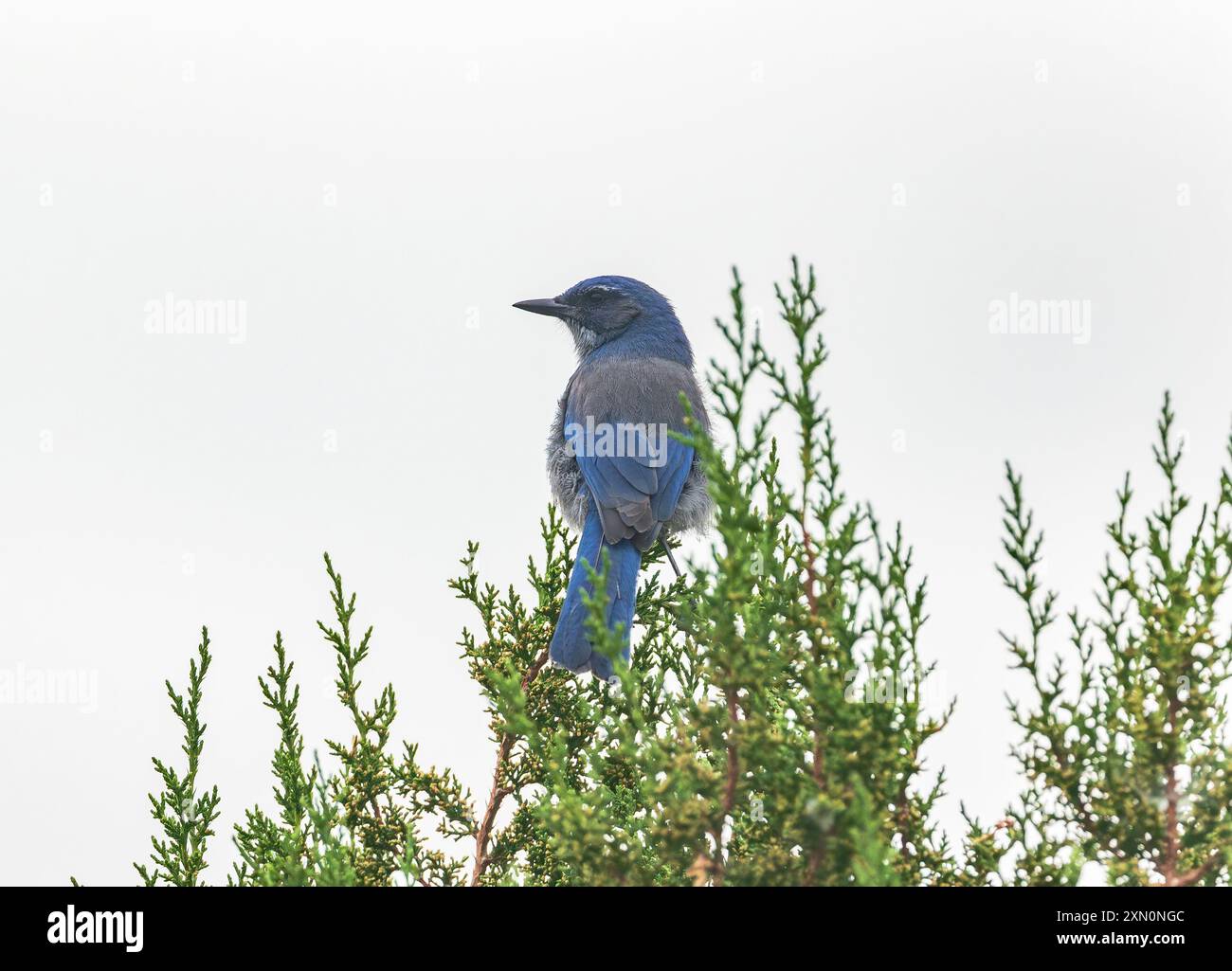 A Woodhouse's Scrub-Jay sits upon a Juniper tree in its natural habitat against a white sky background in Colorado. Stock Photo