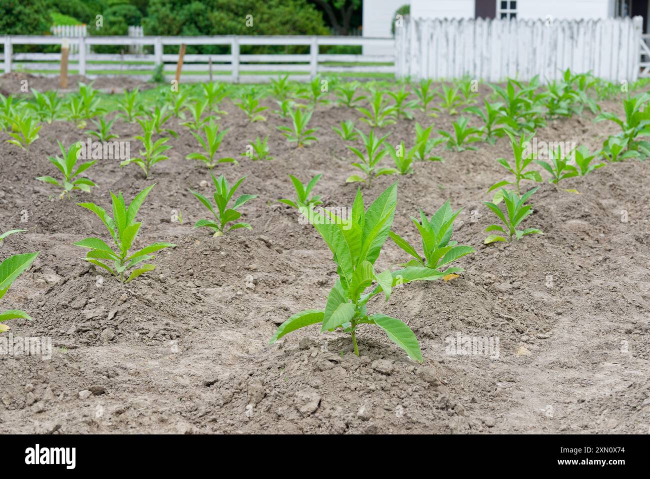 does virginia still grow tobacco How Virginia's legacy endures in new packaging Virginia Brightleaf Tobacco Seeds -