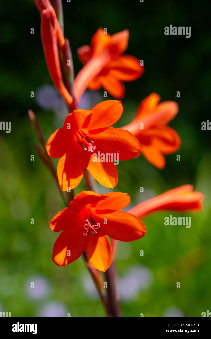 Rich orange coloured Watsonia flowers. A native of South Africa. Stock Photo