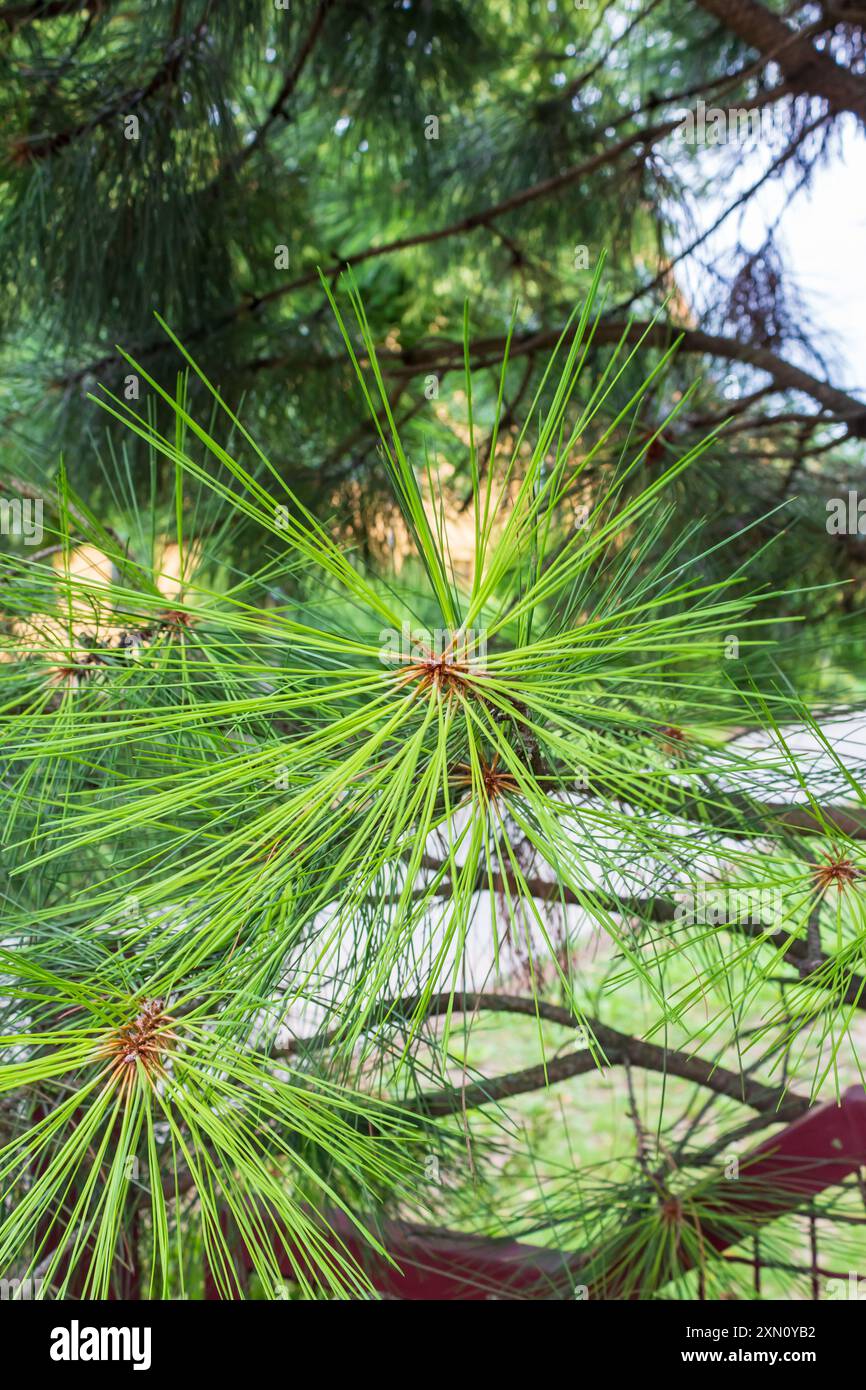 Lush Christmas tree in the sunlight Stock Photo
