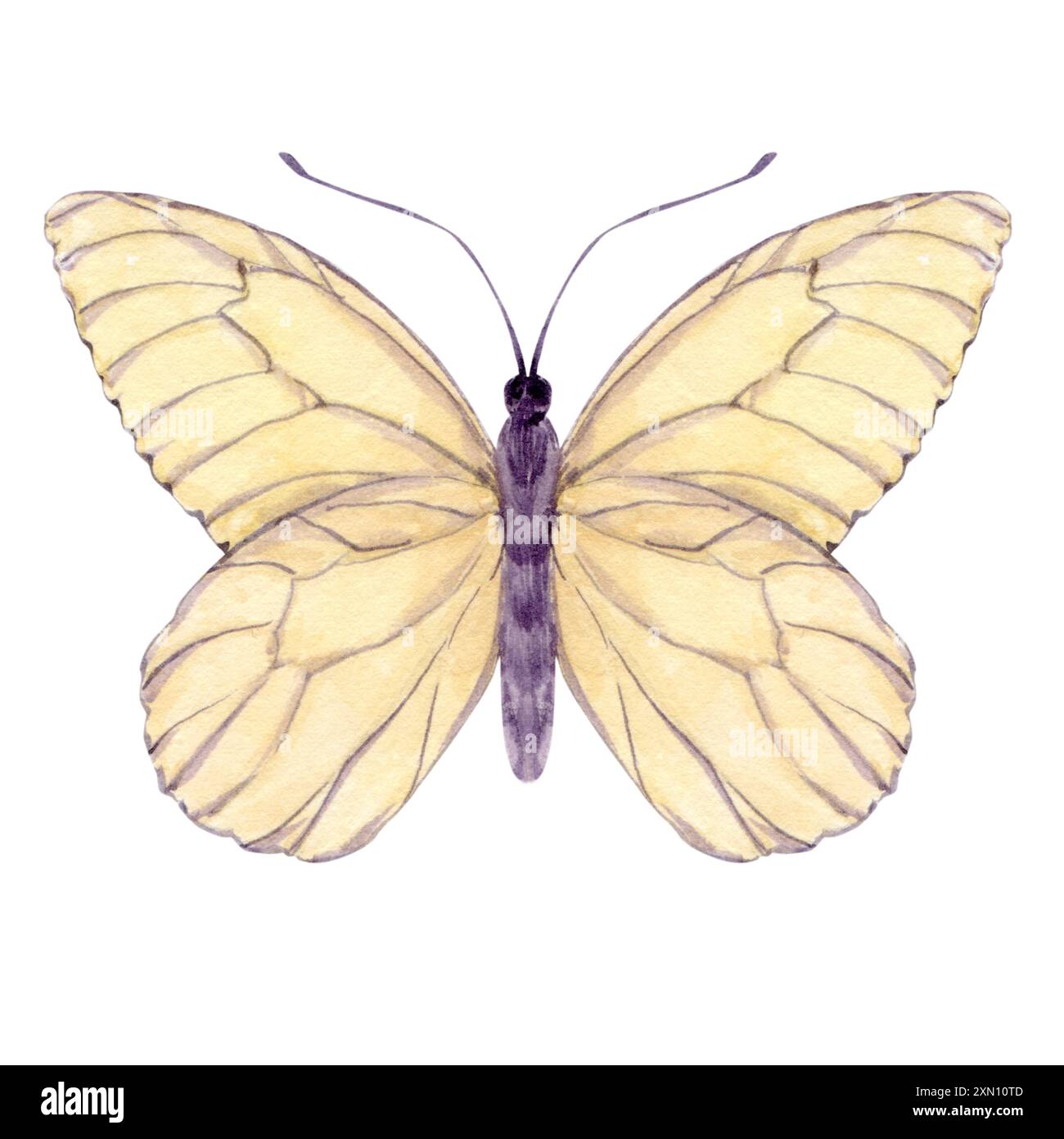 White butterfly in flight isolated on the background. Watercolor insect for decorating children's rooms, packaging and labels, fabrics and clothing. Stock Photo