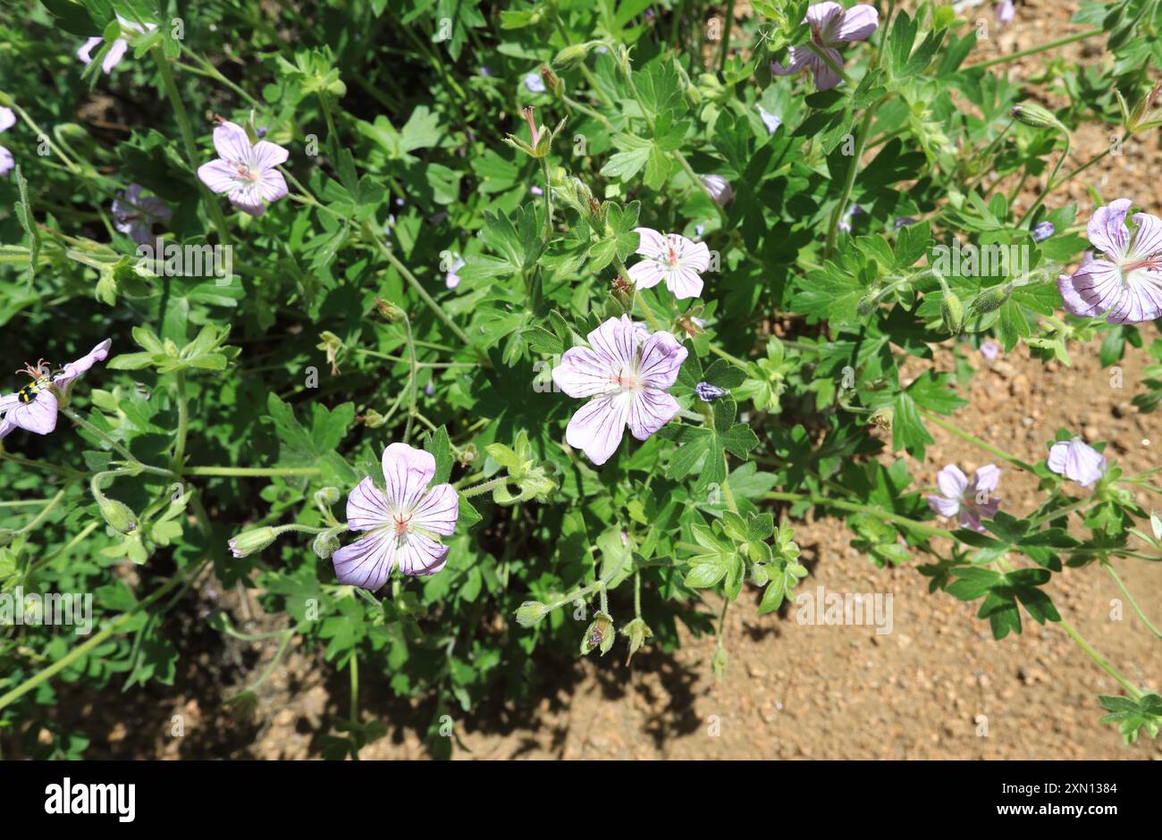 Thriving wild flowers hi-res stock photography and images - Alamy