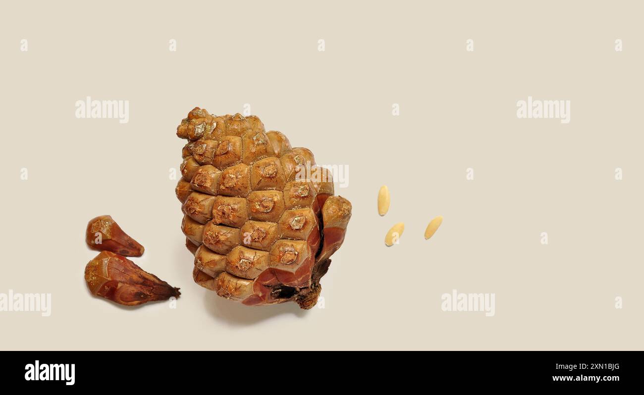 Pinyon pine cone, cedar cone. Pine nuts, seeds. Nutritious food. The process of shelling the seeds. Cut out. Warm, beige colors. Copy space Stock Photo