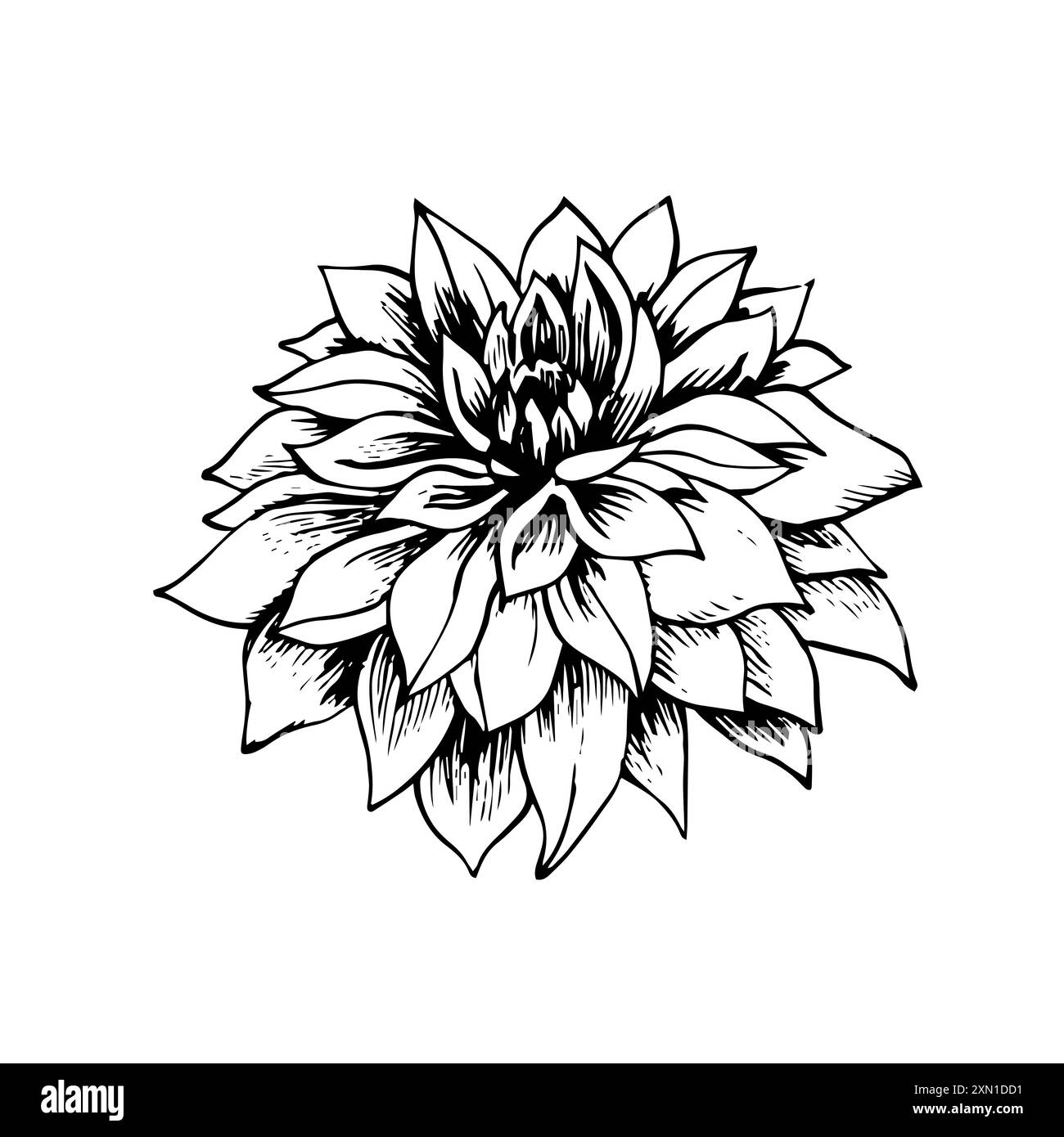 Sketch of dahlia flower. Vector black and white hand drawn illustration. Stock Vector