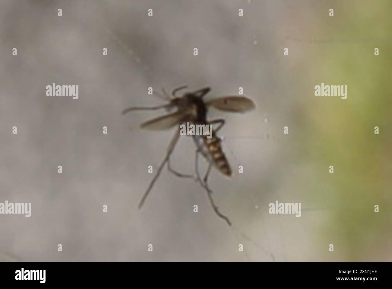 Fungus Gnats and Gall Midges (Sciaroidea) Insecta Stock Photo - Alamy