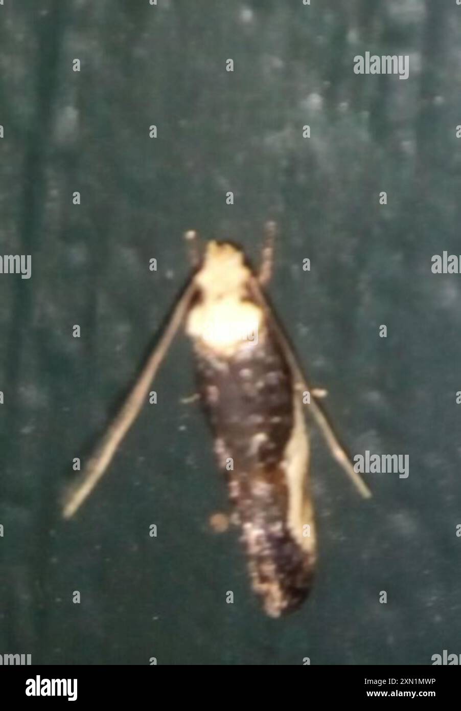 Pavlovski's Monopis Moth (Monopis longella) Insecta Stock Photo - Alamy
