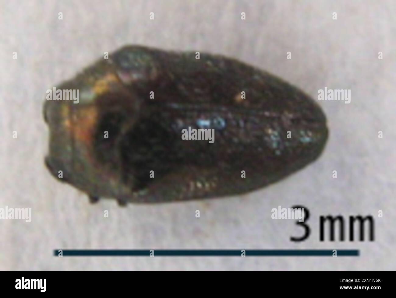 Leaf mining beetles hi-res stock photography and images - Alamy