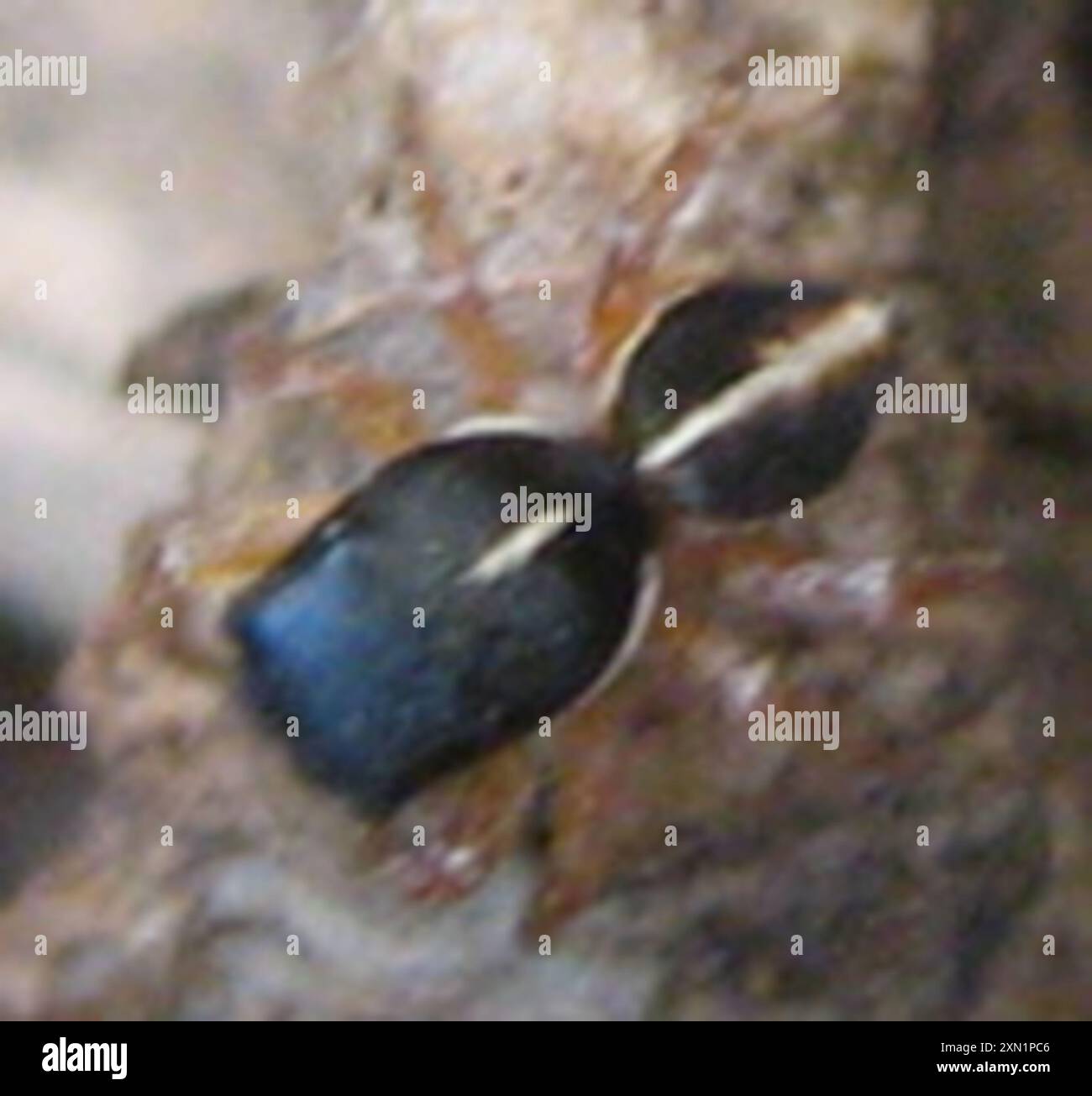 Sun Jumping Spiders (Heliophanus) Arachnida Stock Photo - Alamy