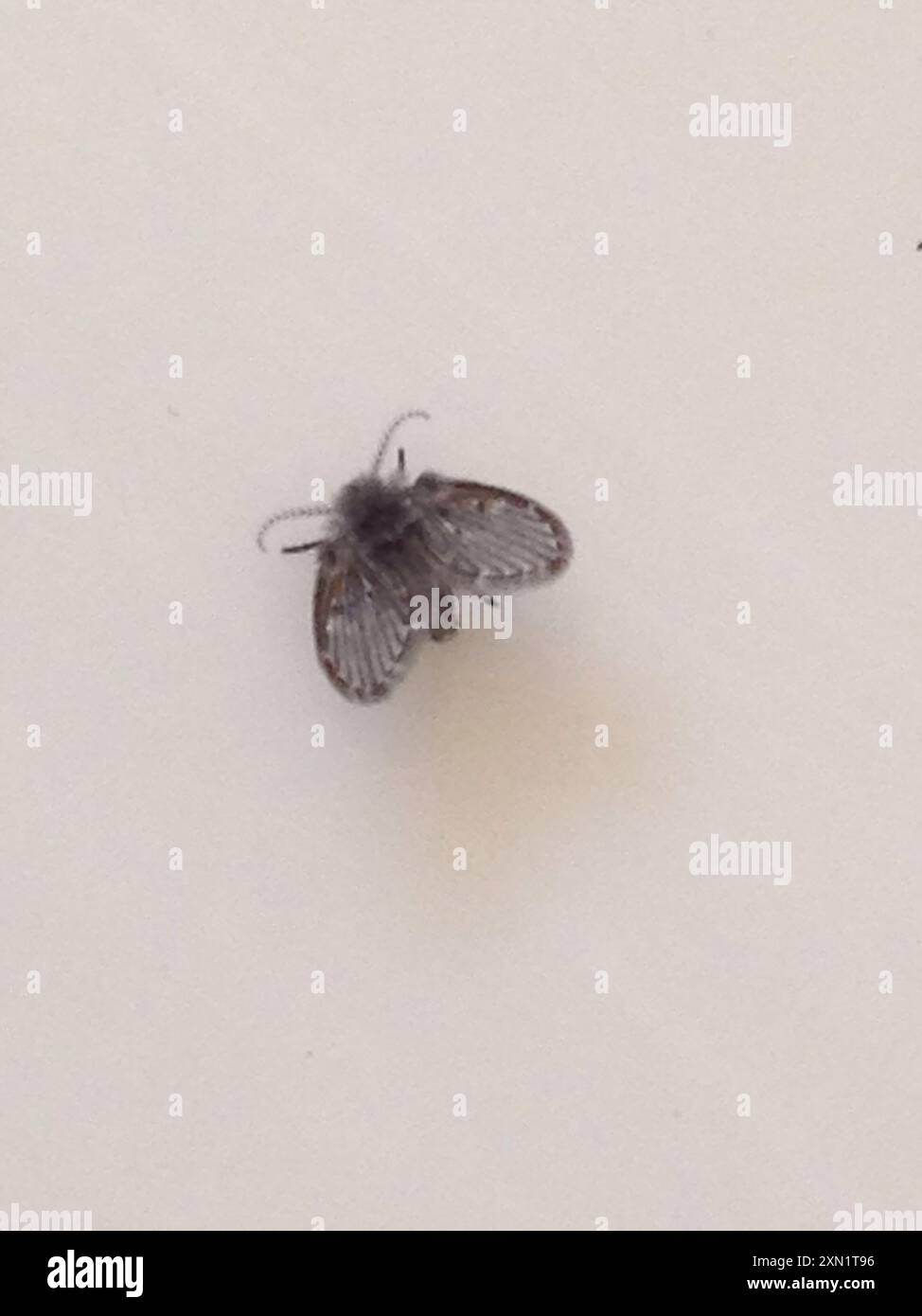 Bathroom Moth Fly (Clogmia albipunctata) Insecta Stock Photo - Alamy
