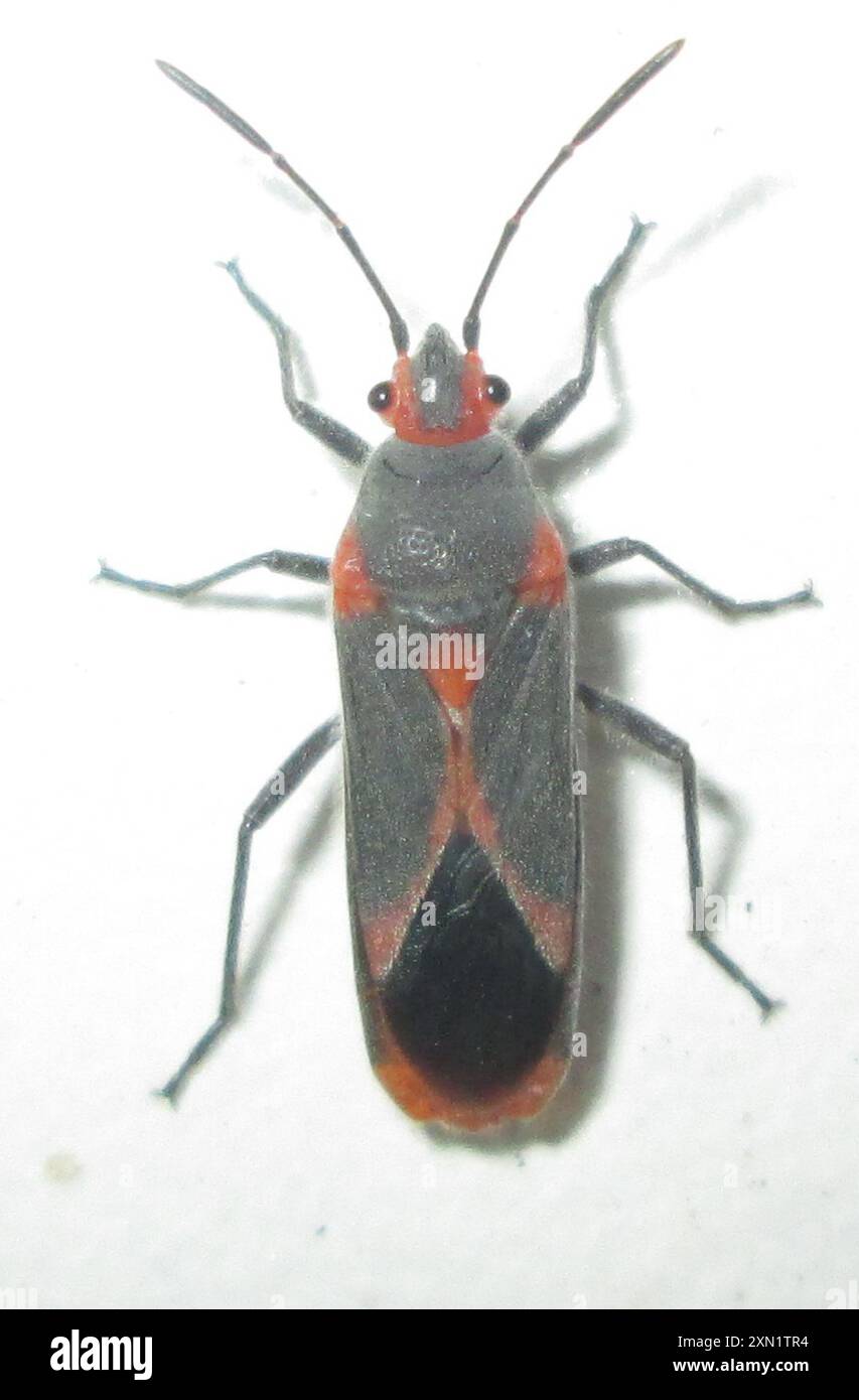 Oleander Insect Oleander seedbug (Caenocoris nerii) Insecta Stock Photo - Alamy