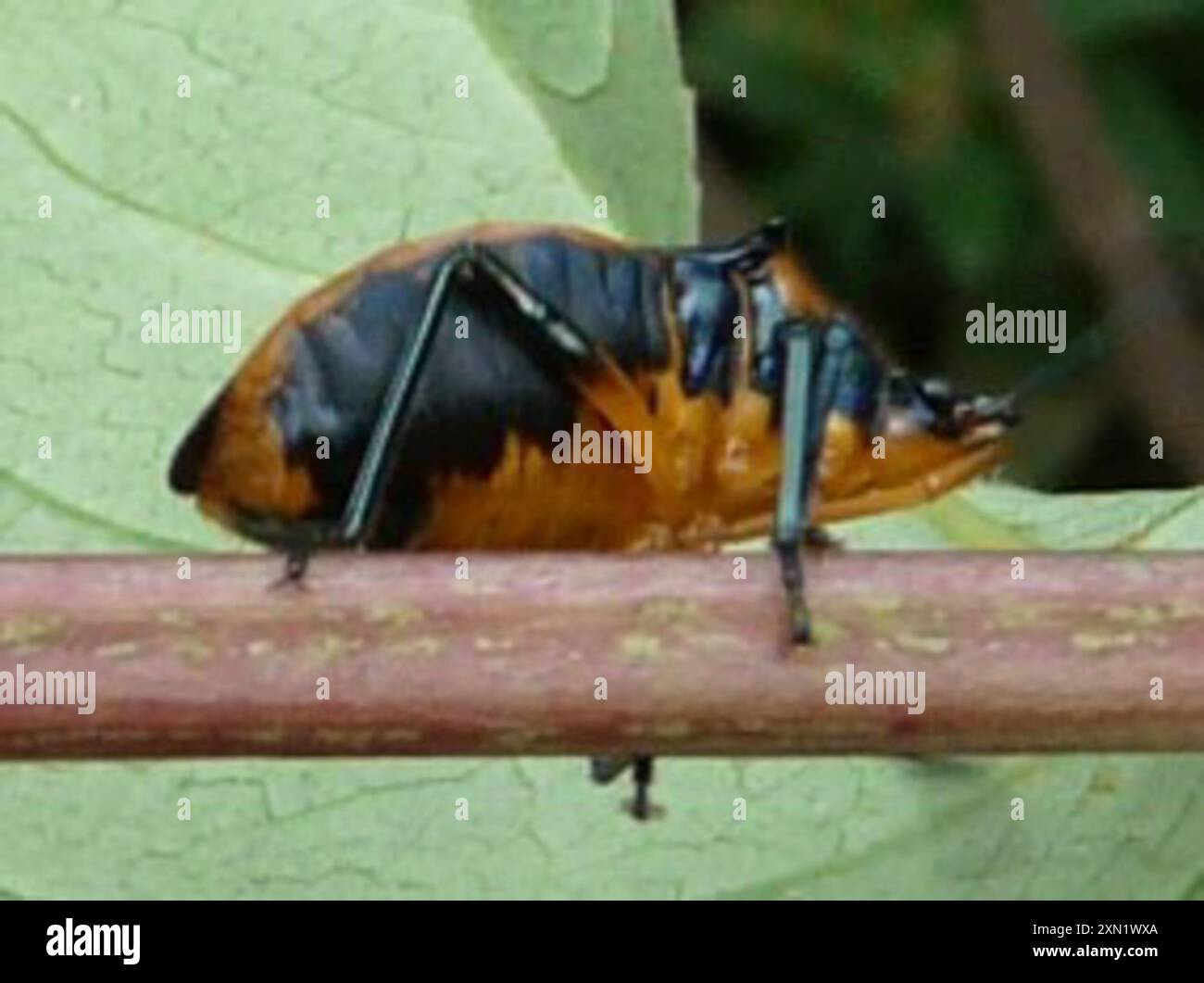 Florida Predatory Stink Bug (Euthyrhynchus floridanus) Insecta Stock ...
