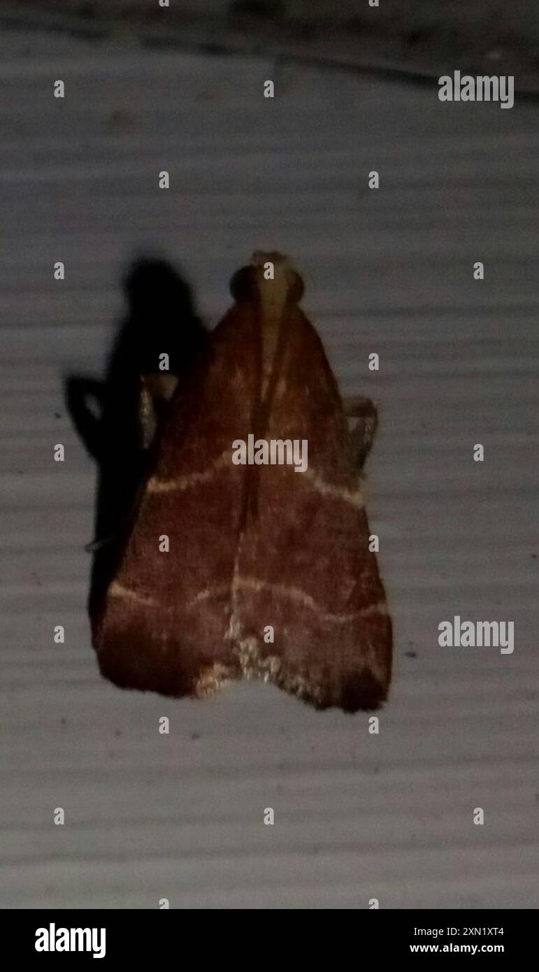 Posturing Arta Moth (Arta statalis) Insecta Stock Photo - Alamy