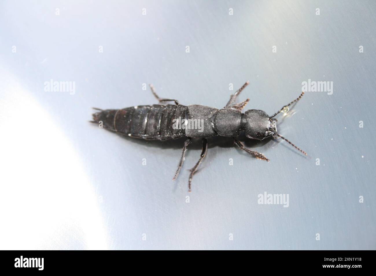 Devil's Coach Horse Beetle (Ocypus olens) Insecta Stock Photo - Alamy