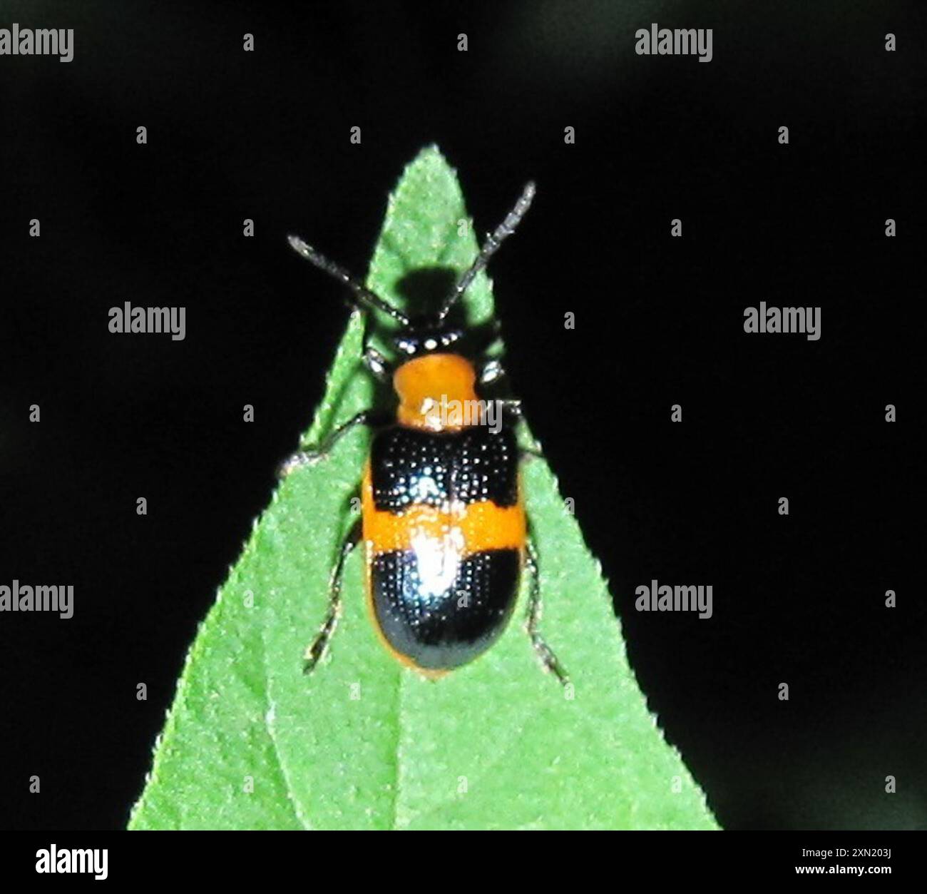 Blue-banded Lema Leaf Beetle (Lema solani) Insecta Stock Photo - Alamy