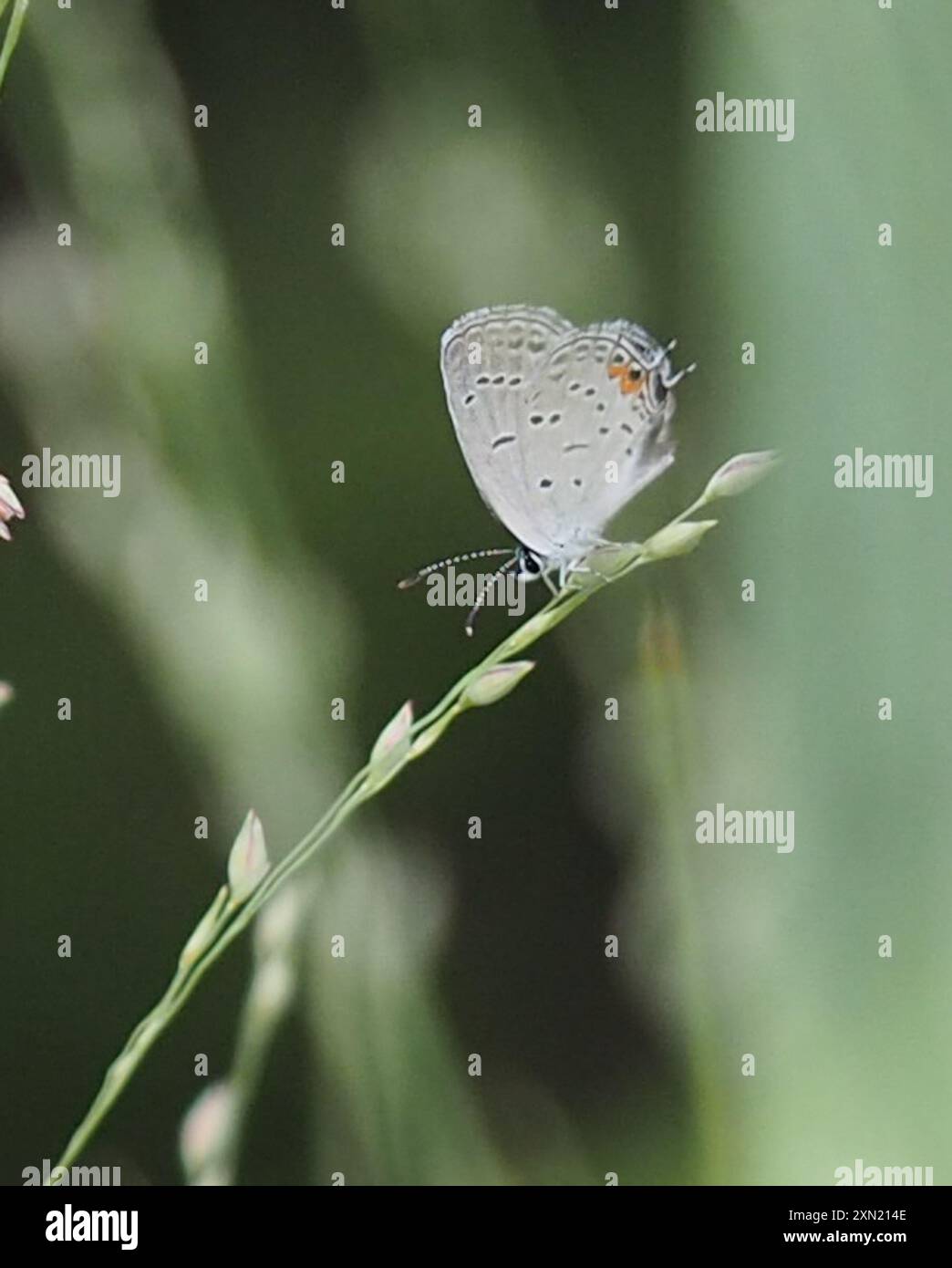 Eastern Tailed-Blue (Cupido comyntas) Insecta Stock Photo - Alamy
