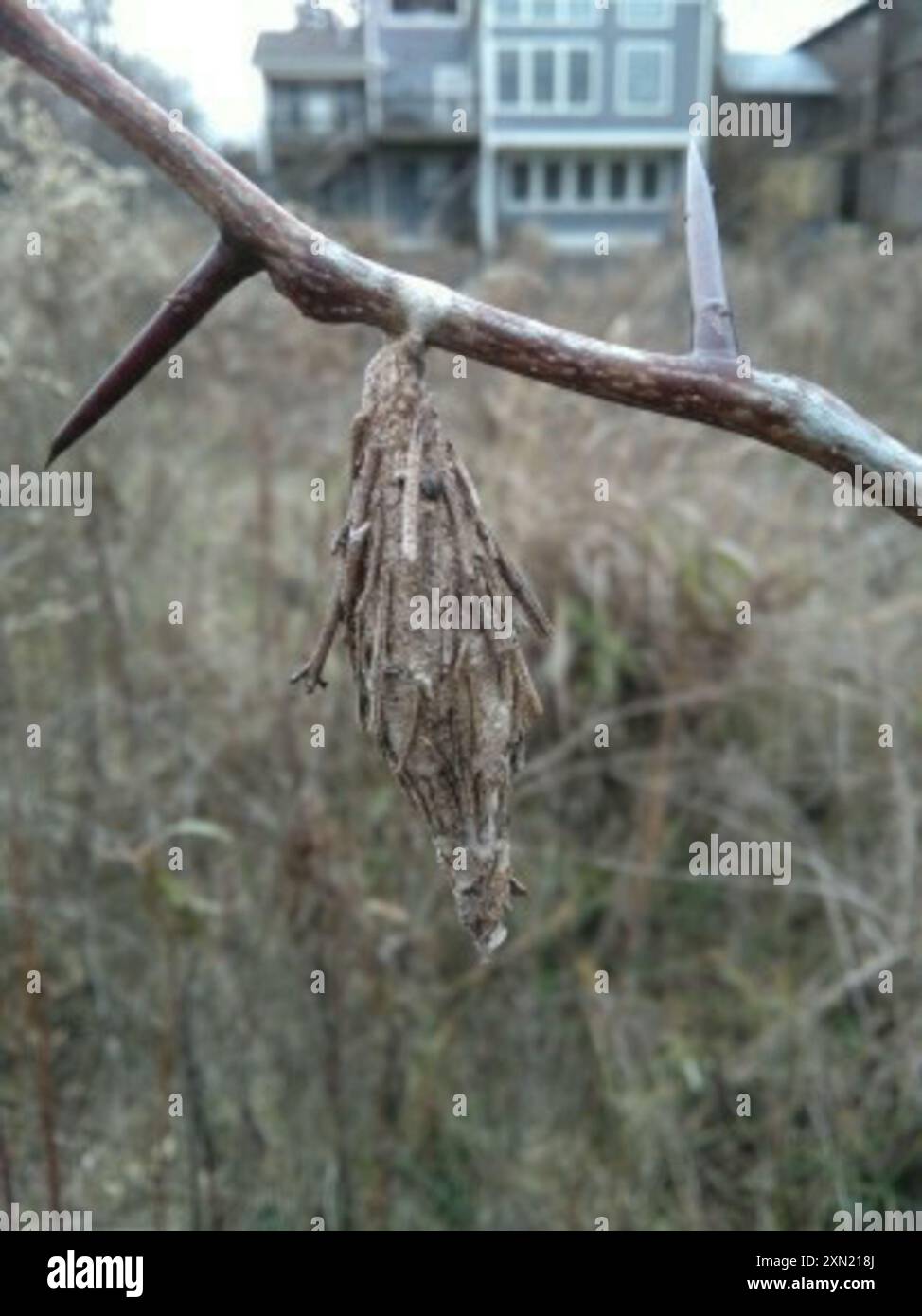 Thiddha Insect Thyridopteryx hi-res stock photography and images - Alamy