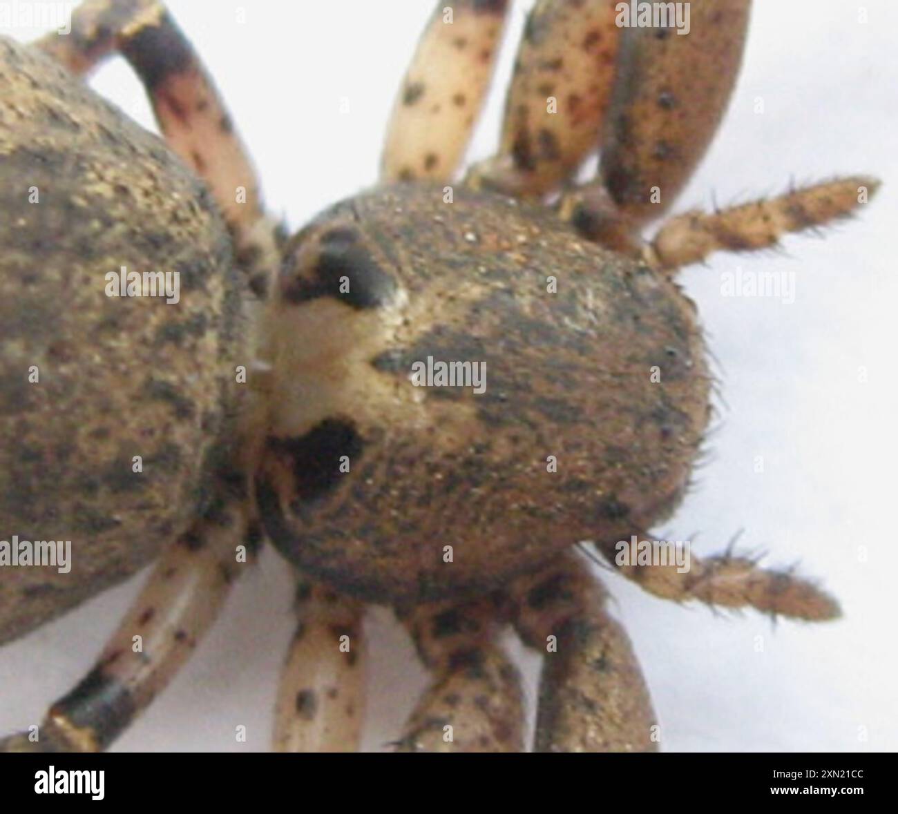 Crab Spiders (Thomisidae) Arachnida Stock Photo - Alamy