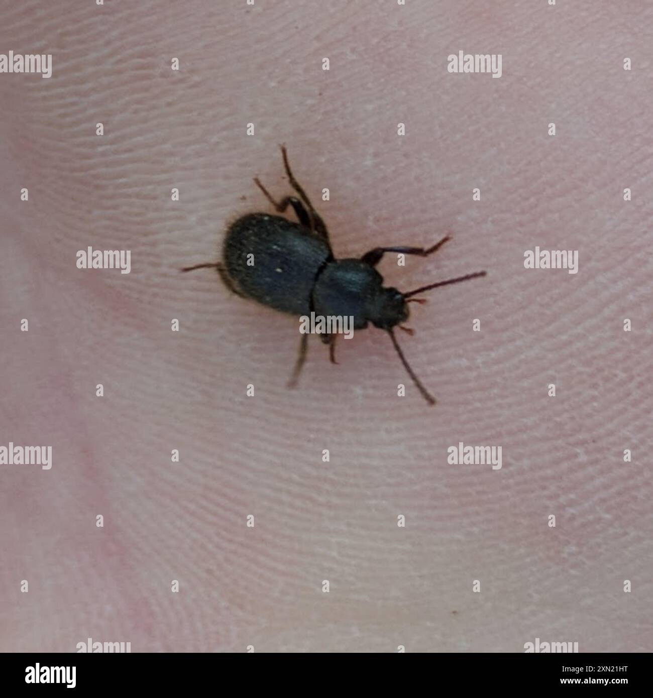 Desert Stink Beetles (Eleodes) Insecta Stock Photo - Alamy