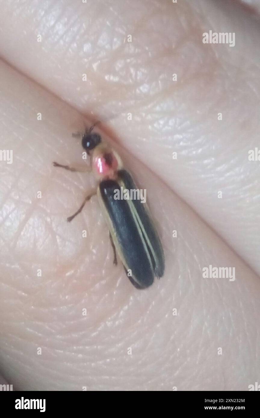 Common eastern firefly photinus pyralis insecta stock photo alamy
