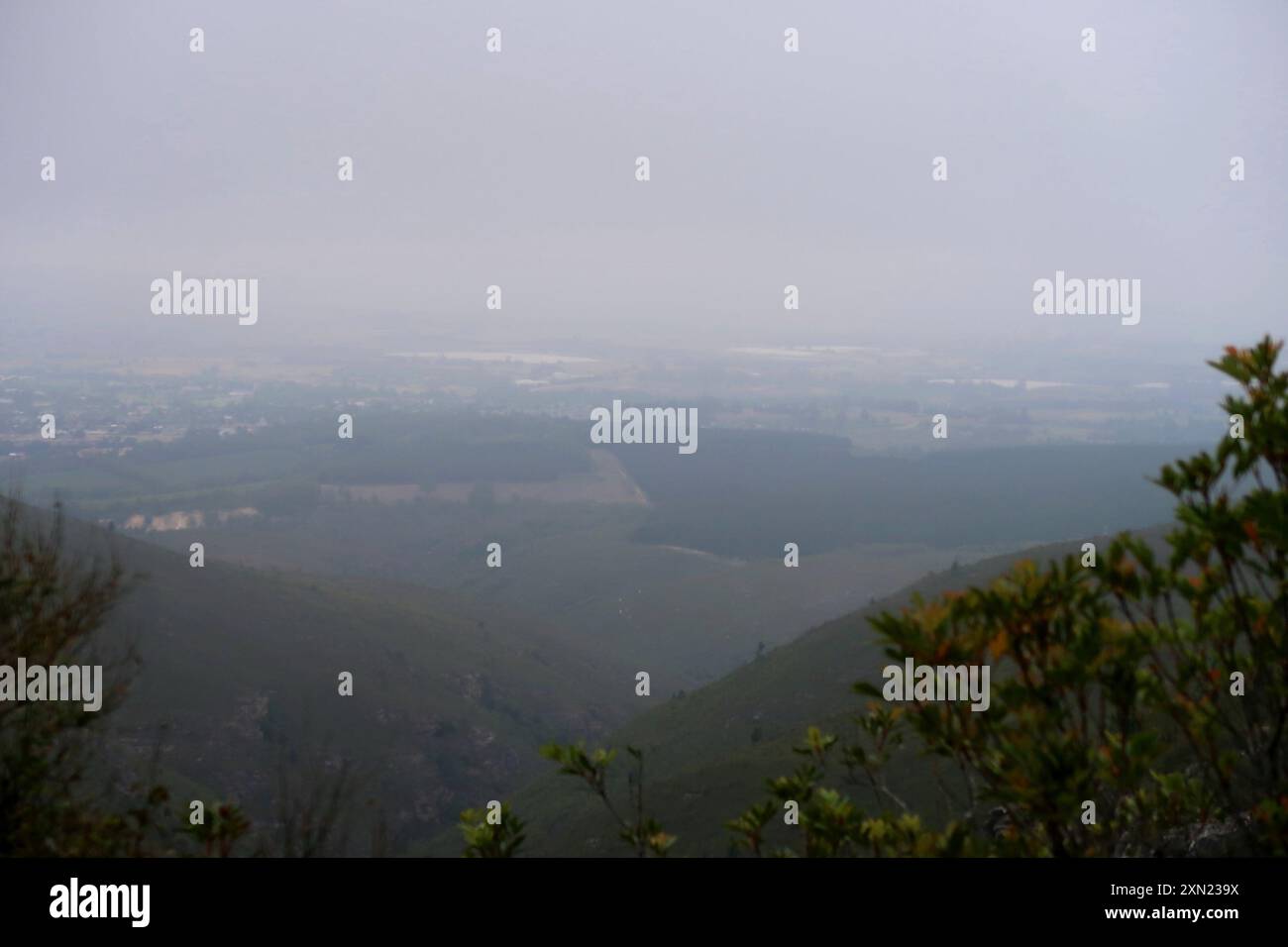 butterspoon tree (Cunonia capensis) Plantae Stock Photo - Alamy