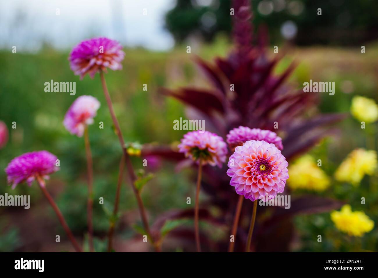 Blooming floral bed landscape hi-res stock photography and images - Alamy