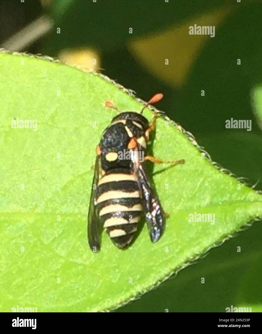 Cekenit Insect Celonites abbreviatus hi-res stock photography and images - Alamy
