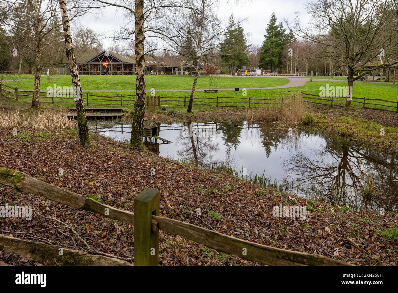 Willows Green Trail, Alice Holt Forest, Farnham Stock Photo