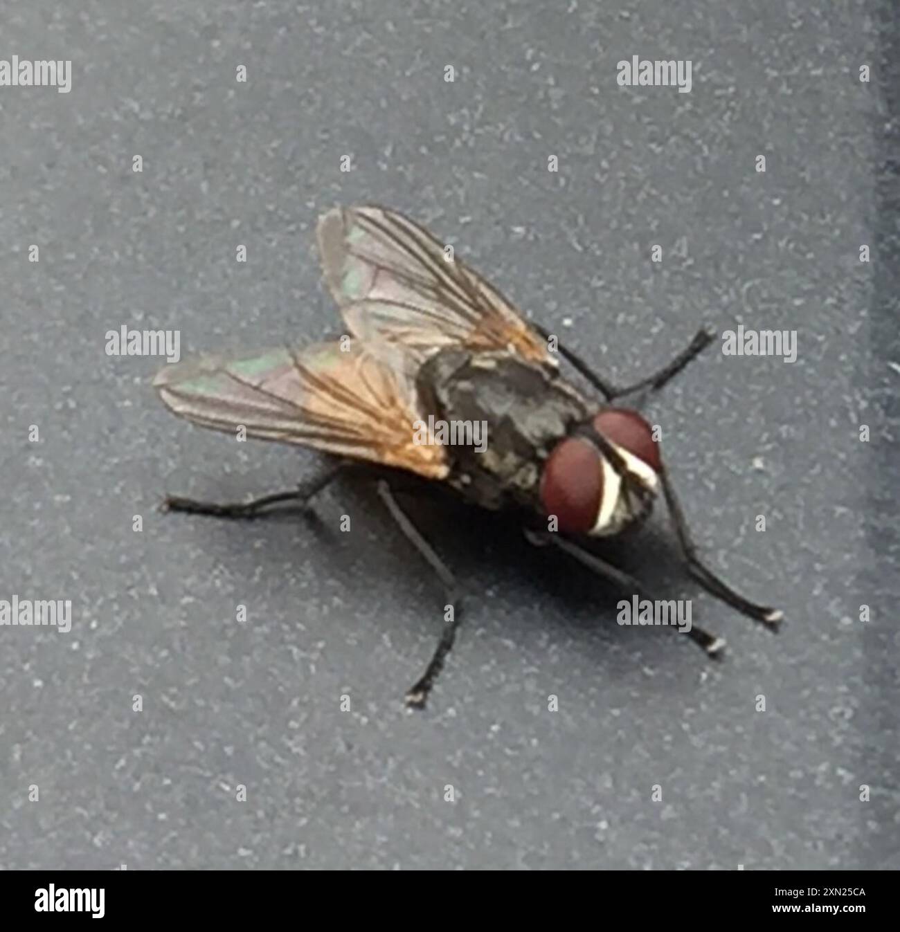 Common House Fly (Musca domestica) Insecta Stock Photo - Alamy