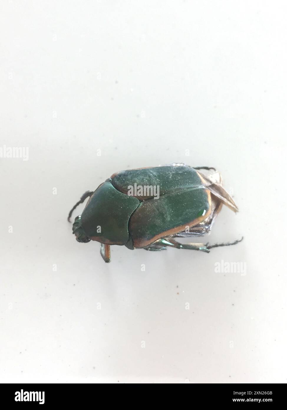 Common Green June Beetle