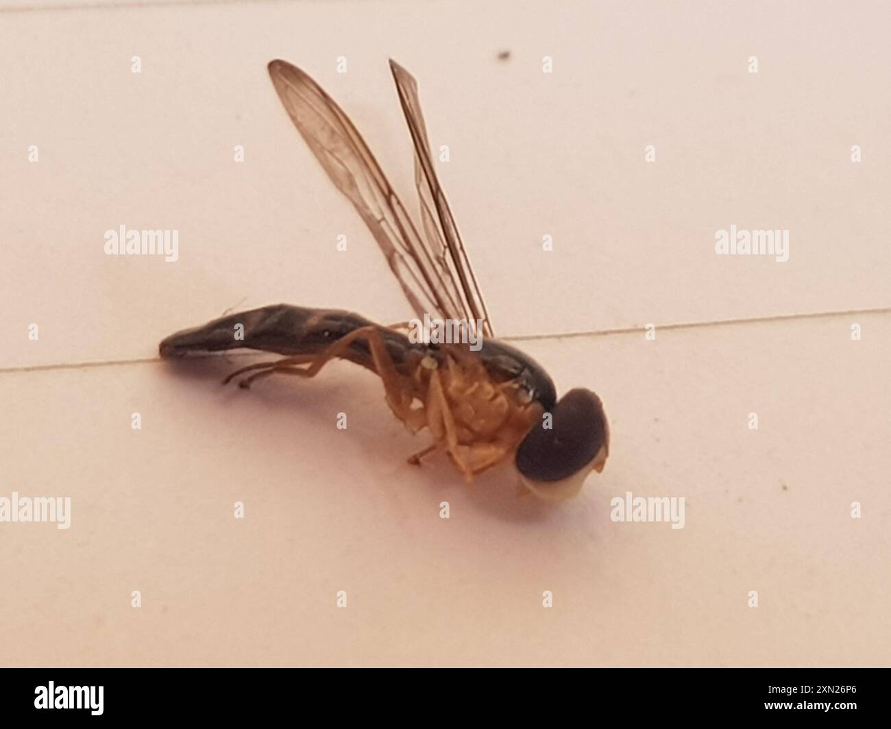 Streaktails (Allograpta) Insecta Stock Photo - Alamy