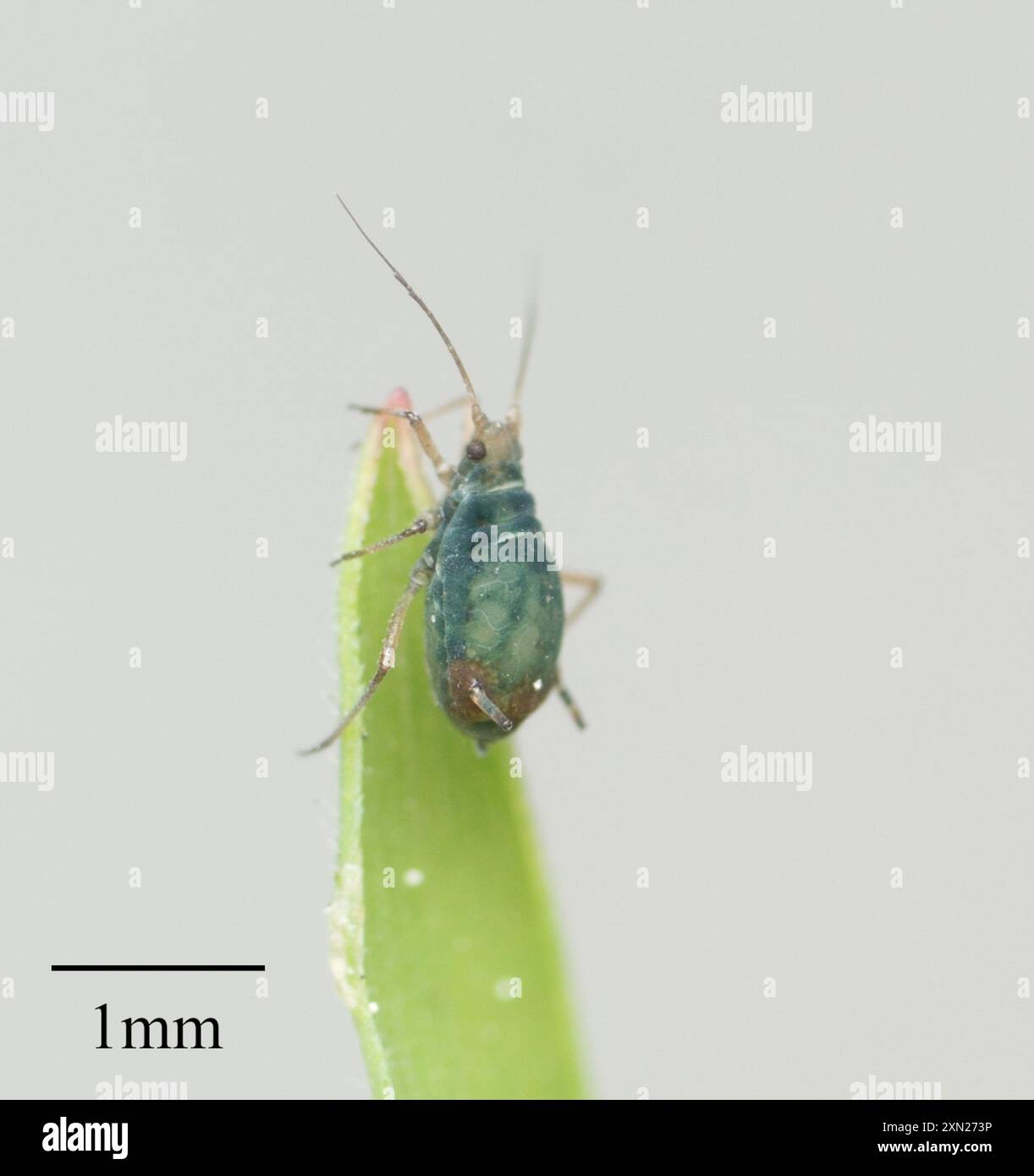 Rhopalosiphum padi hi-res stock photography and images - Alamy