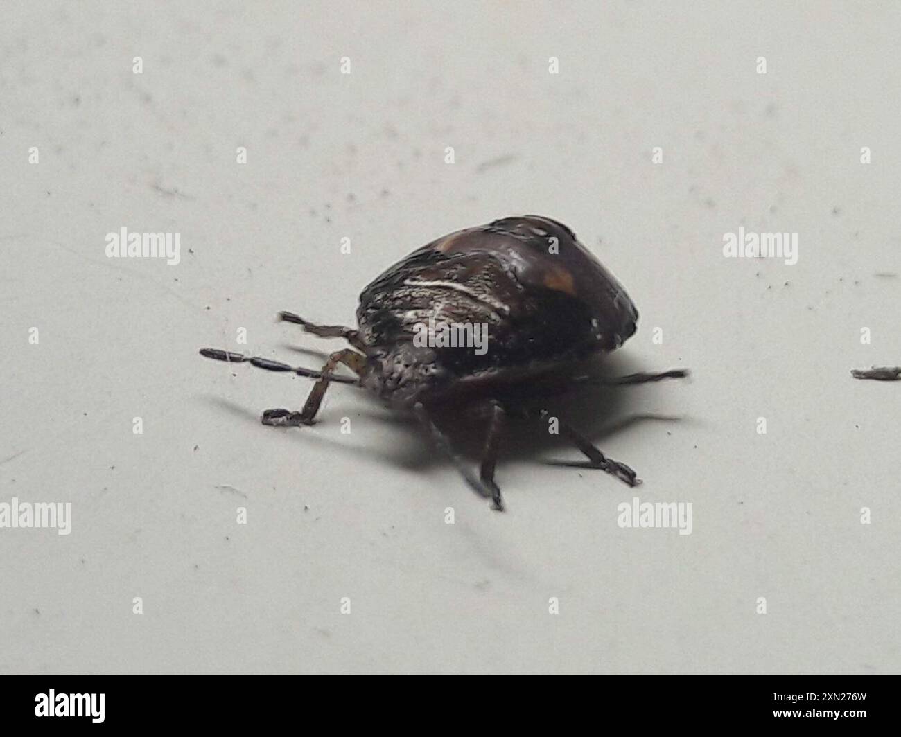 Pittosporum shield bug (Monteithiella humeralis) Insecta Stock Photo ...