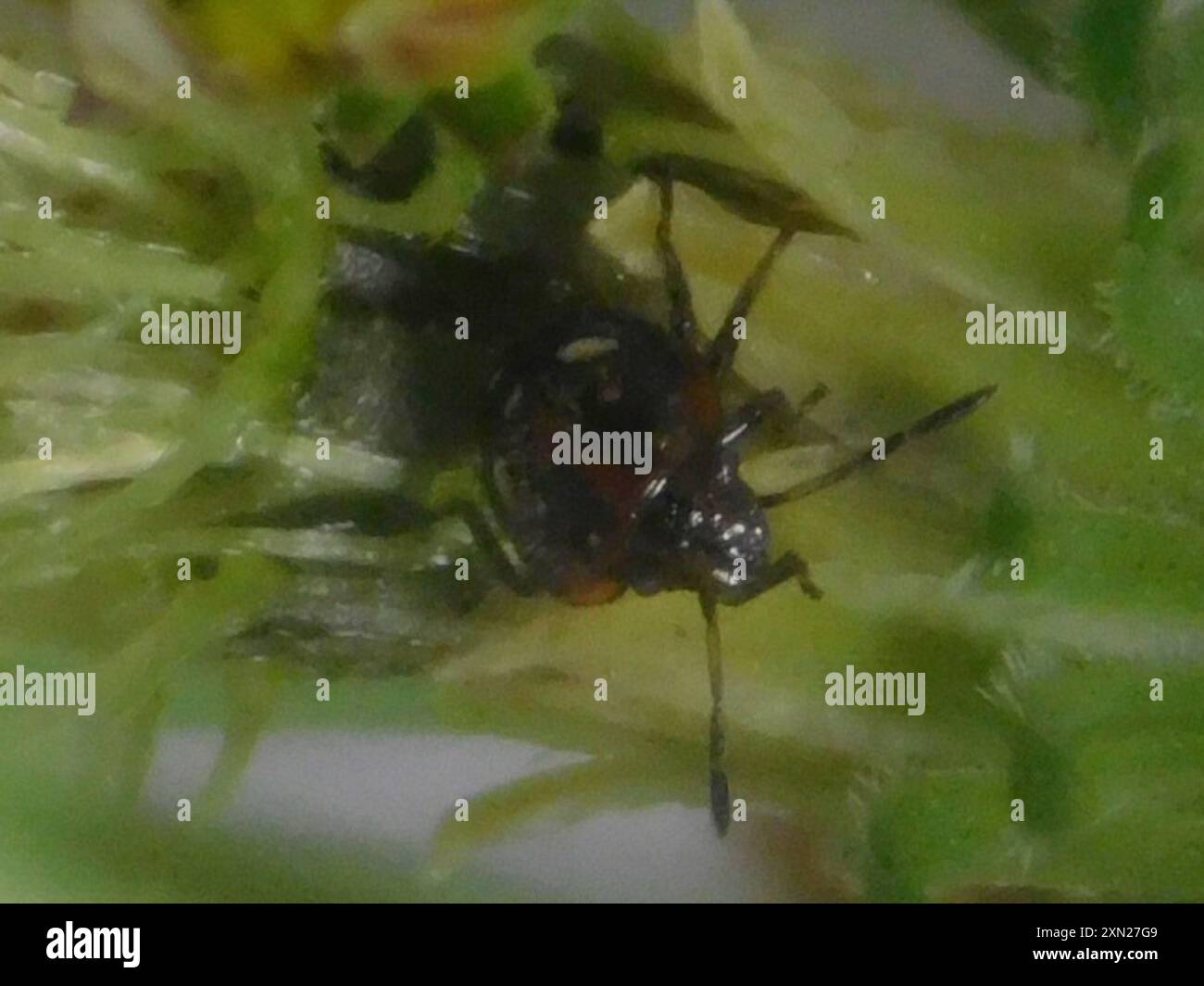 Neotropical Red-shouldered Stink Bug (Thyanta perditor) Insecta Stock ...