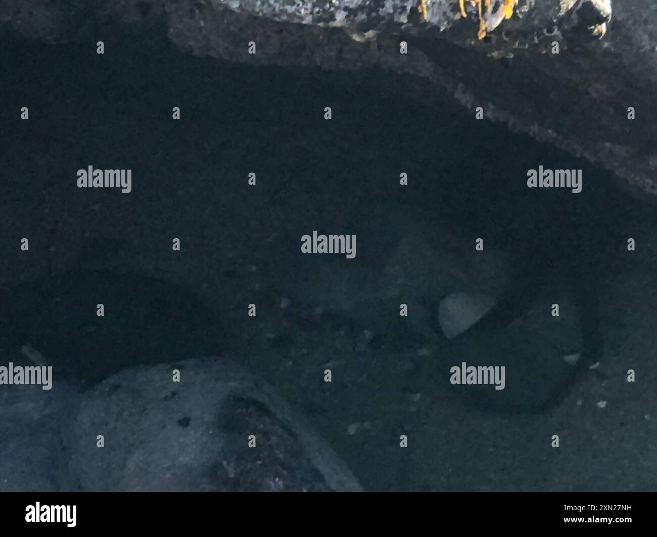 Lesser Two-spot Octopus (Octopus bimaculoides) Mollusca Stock Photo - Alamy