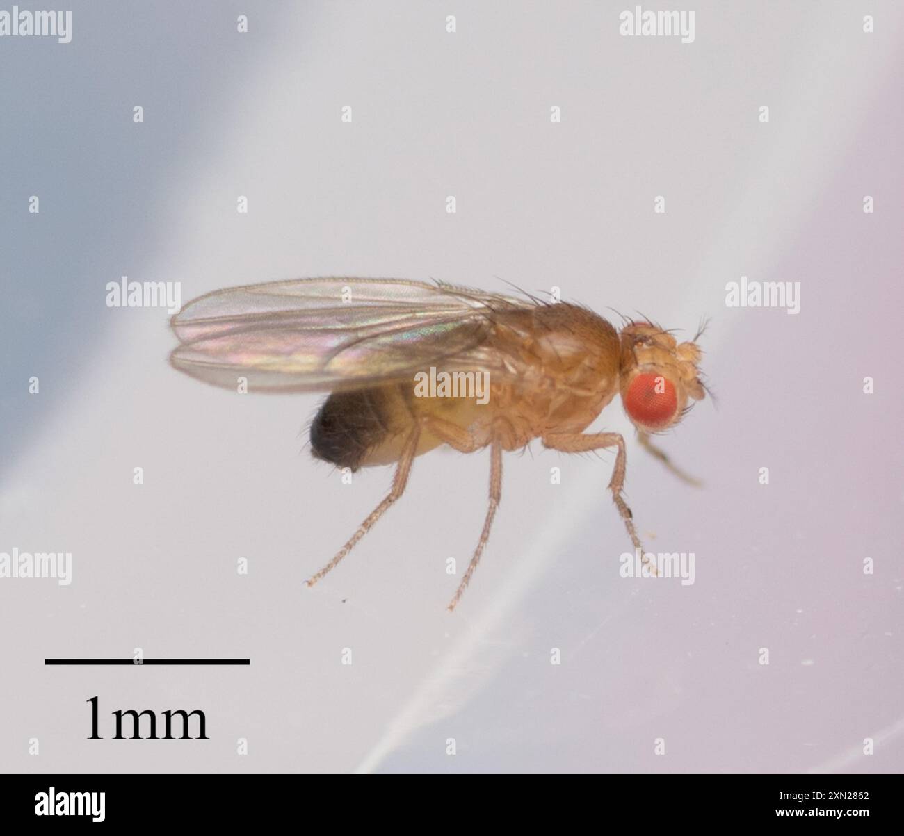Common Fruit Fly (Drosophila melanogaster) Insecta Stock Photo - Alamy