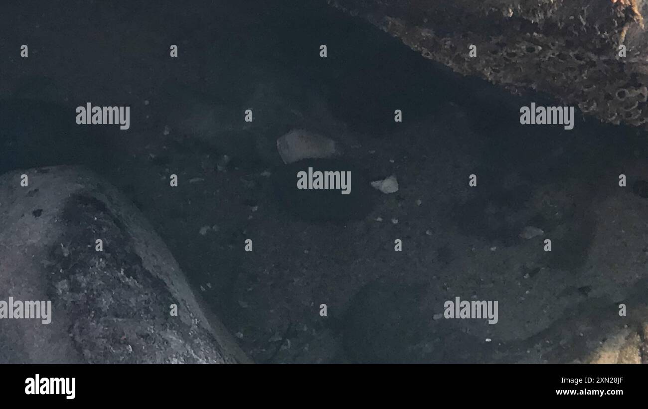 Lesser Two-spot Octopus (Octopus bimaculoides) Mollusca Stock Photo - Alamy