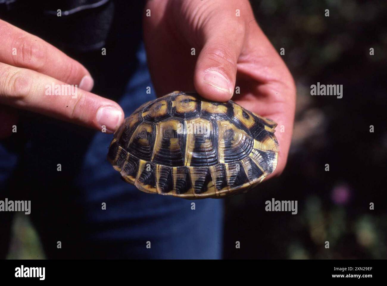 Hermann's Tortoise (Testudo hermanni hermanni) Reptilia Stock Photo - Alamy