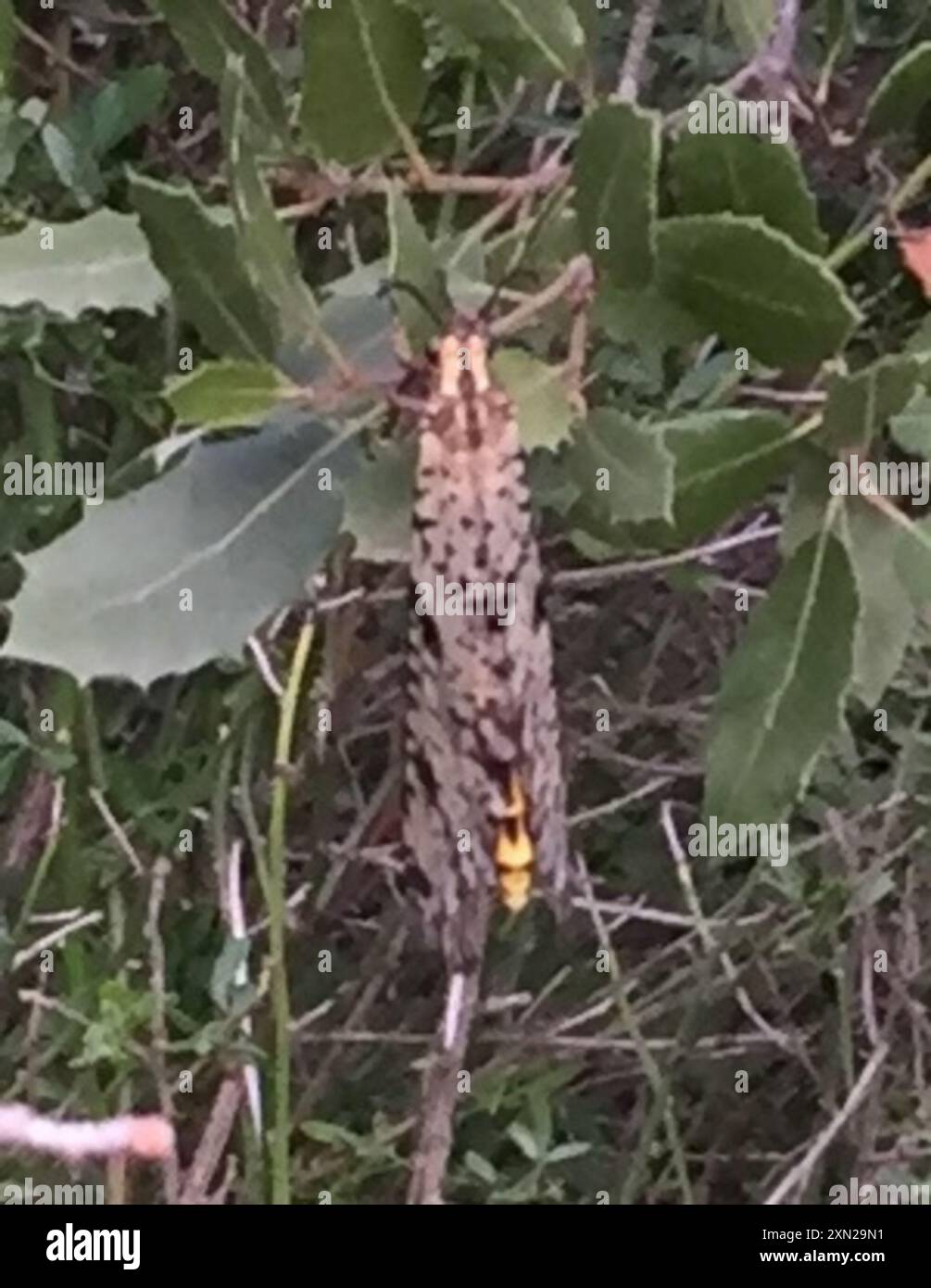 Grand Antlion (Palpares libelluloides) Insecta Stock Photo - Alamy