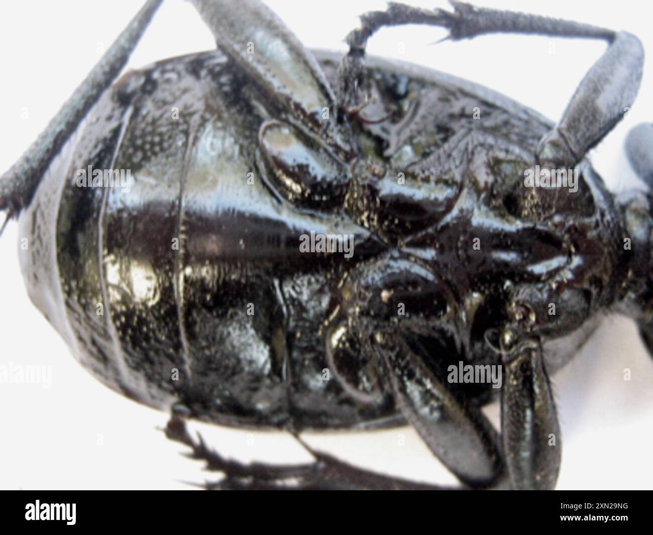 Common Oogpister (Anthia thoracica) Insecta Stock Photo - Alamy