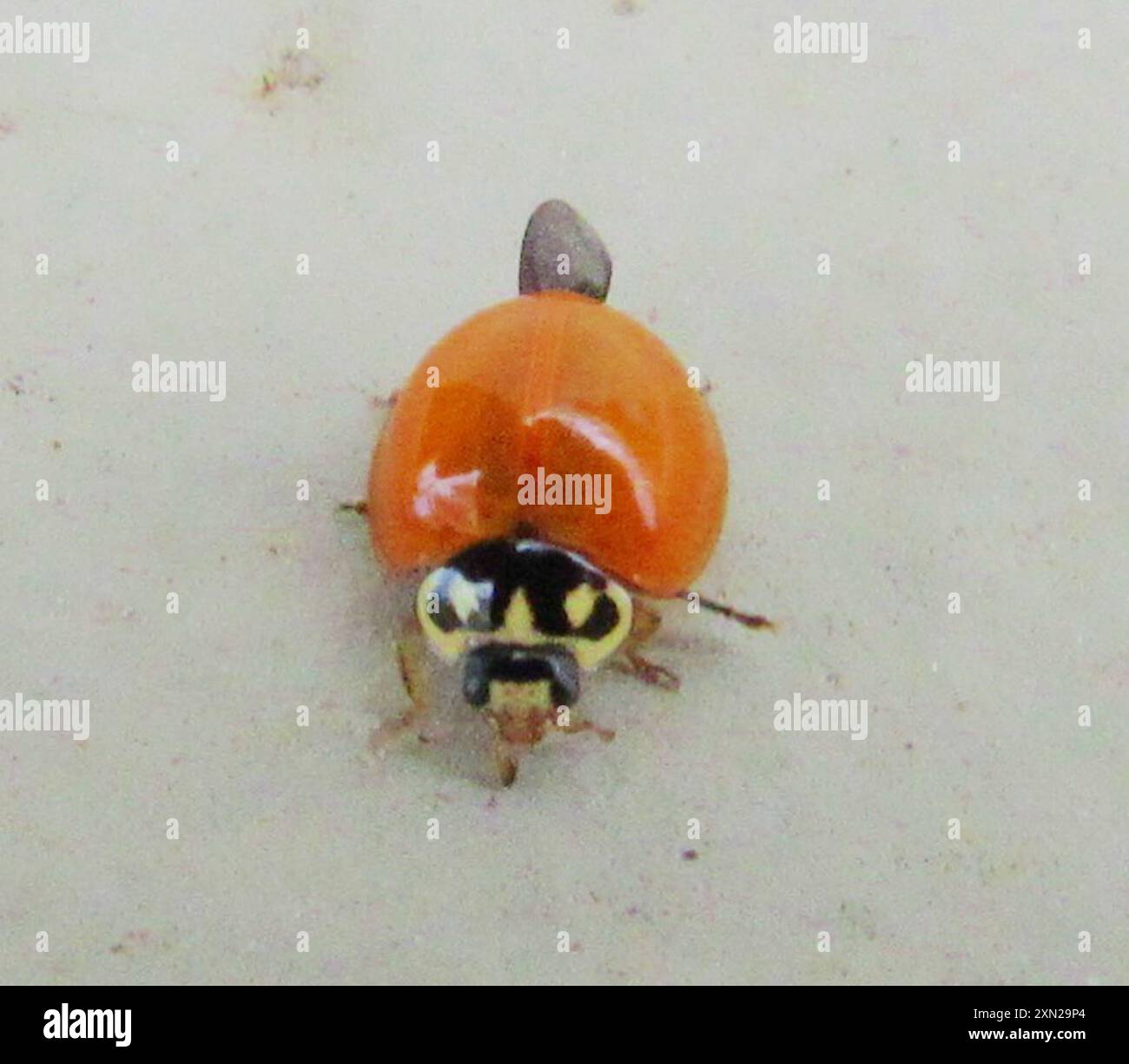 Spotless Lady Beetle (Cycloneda sanguinea) Insecta Stock Photo - Alamy