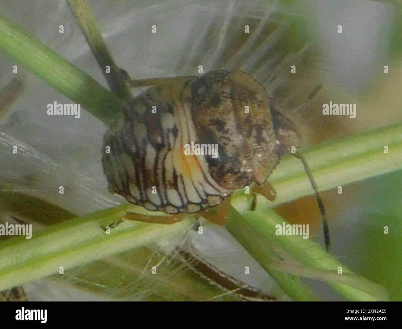 Neotropical Red-shouldered Stink Bug (Thyanta perditor) Insecta Stock ...