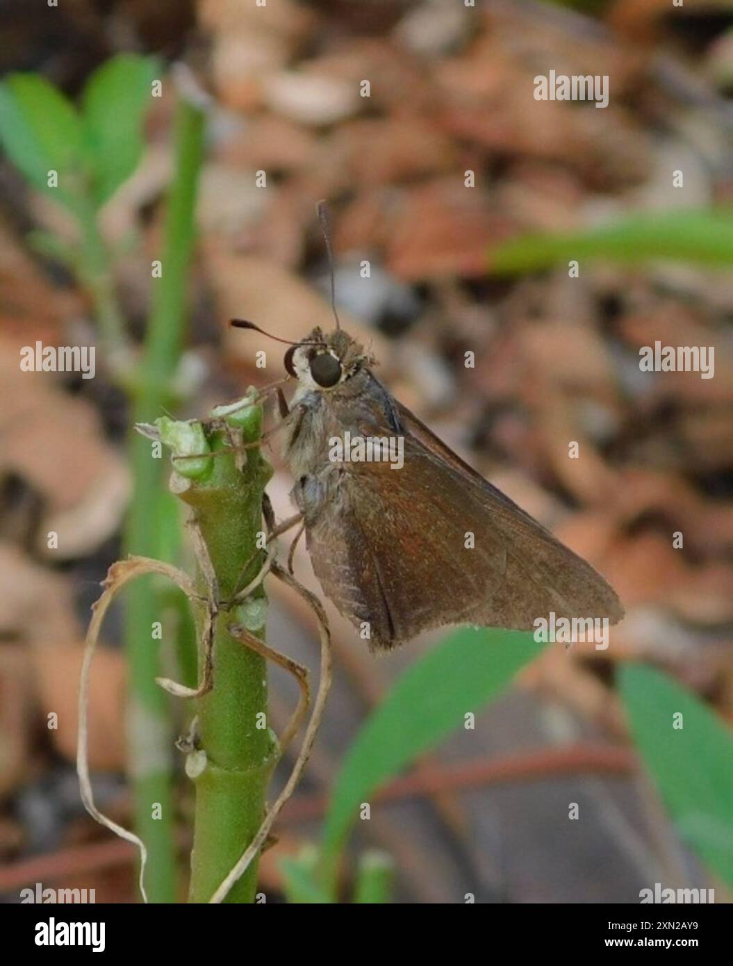 Monk Skipper (Choranthus capucinus) Insecta Stock Photo - Alamy