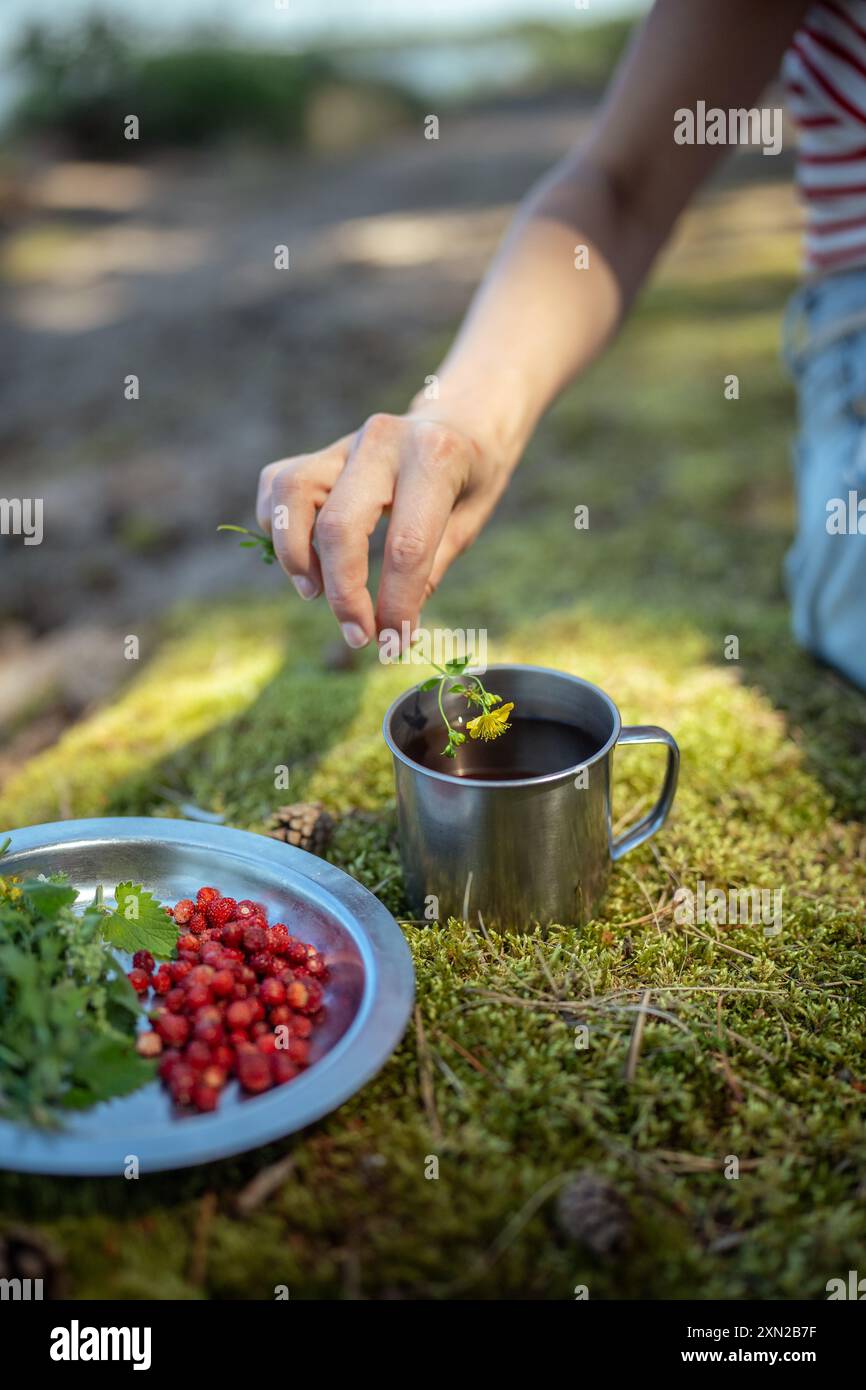 Woman hands prepare green tea made in touristic mug from wild strawberries, mint and St. John wort Stock Photo