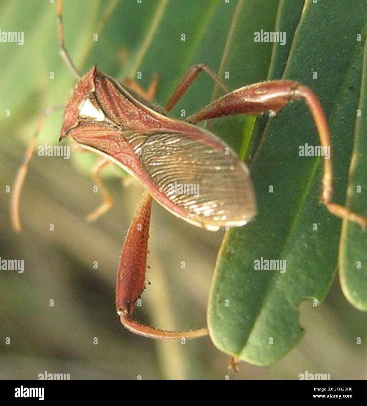 mirperus-hi-res-stock-photography-and-images-alamy