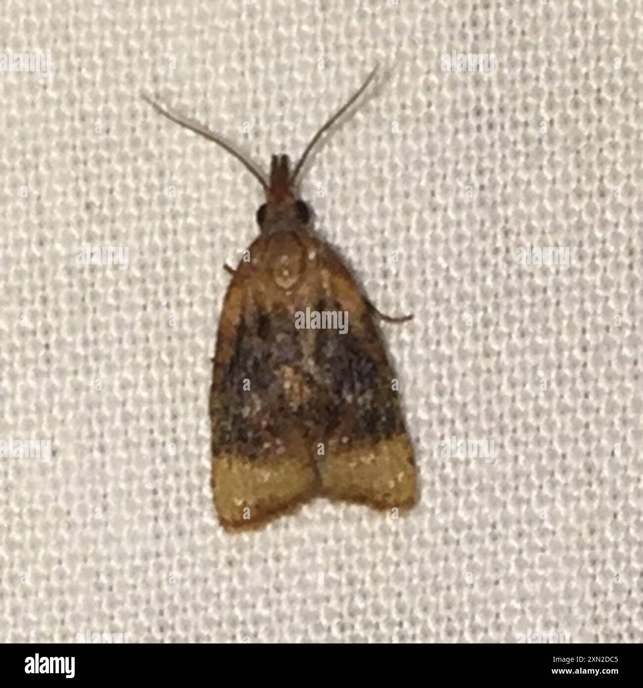 Shaded Insect Black-shaded Platynota Moth (Platynota flavedana) Insecta Stock Photo ...