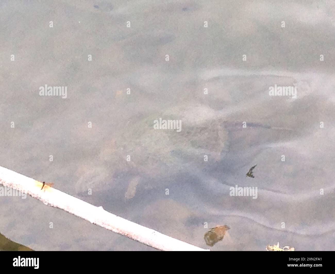Common Snapping Turtle (Chelydra serpentina) Reptilia Stock Photo - Alamy
